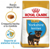 Yorkshire Terrier - Junior